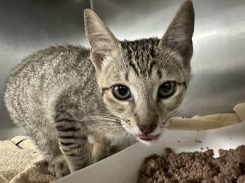 A185775 -  Manx and Domestic Short Hair Cat for Adoption in Pasadena, Texas - A185775 | PetCurious