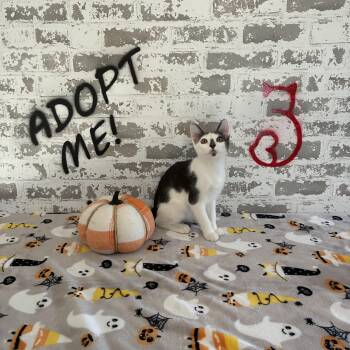 Curtis E -  Domestic Short Hair Cat for Adoption in San Tan Valley, Arizona - Curtis E | PetCurious