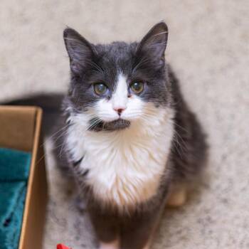 Domestic Short Hair Cats Available for Adoption - Powder | PetCurious