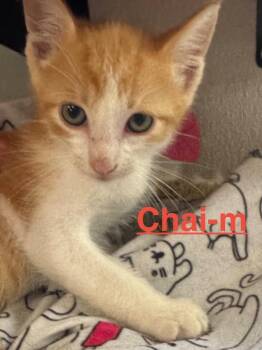 Tabby and Domestic Short Hair Cats Available for Adoption in Brookhaven, Mississippi - Chai 26 | PetCurious