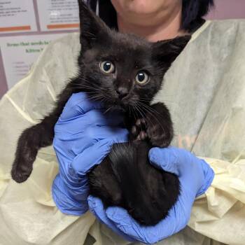 Dyson -  Domestic Short Hair Cat for Adoption in Salt Lake City, Utah - Dyson | PetCurious