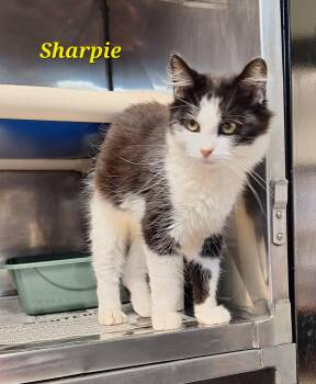 Sharpie -  Domestic Medium Hair Cat for Adoption in Stanton, Kentucky - Sharpie | PetCurious