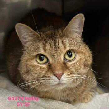 Domestic Short Hair Cats Available for Adoption in South Riding, Virginia - Bailey | PetCurious