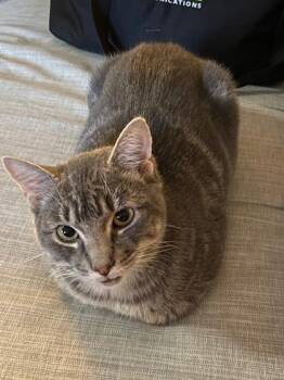 Domestic Short Hair Cats Available for Adoption - Rhinestone Cowboy | PetCurious