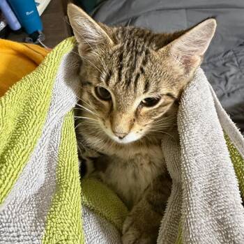 Cloverdale--In Foster -  Domestic Short Hair Cat for Adoption in Fargo, North Dakota - Cloverdale--In Foster | PetCurious