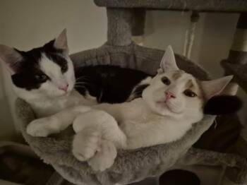 Moo Moo and Ginger- bonded siblings -  Domestic Short Hair Cat for Adoption in Washington Township, New Jersey - Moo Moo And Ginger- Bonded Siblings | PetCurious