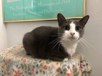 Rescue Domestic Short Hair Cats for Adoption in Chicago, Illinois - Michi | PetCurious