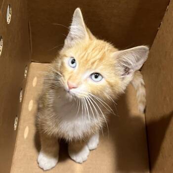 Clyde -  Domestic Short Hair Cat for Adoption in Tampa, Florida - Clyde | PetCurious