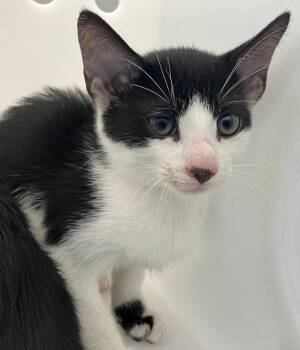 Mushroom -  Domestic Short Hair Cat for Adoption - Mushroom | PetCurious