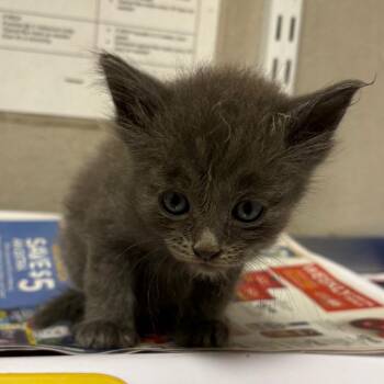 Darla -  Domestic Short Hair Cat for Adoption in Yuma, Arizona - Darla | PetCurious
