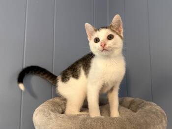 Avatar -  Tabby and Domestic Short Hair Cat for Adoption in Chattanooga, Tennessee - Avatar | PetCurious