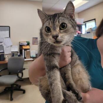 Lavern -  Domestic Short Hair Cat for Adoption in Lake Panasoffkee, Florida - Lavern | PetCurious