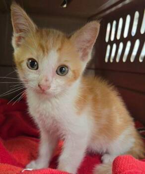 Jack Jack -  Domestic Short Hair Cat for Adoption in Fresno, California - Jack Jack | PetCurious