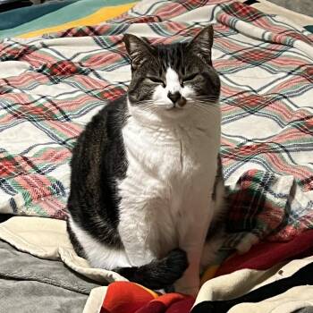 Domestic Short Hair Cats Available for Adoption in Washougal, Washington - Lupo | PetCurious