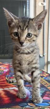 Amore -  Tabby Cat for Adoption in Orlando, Florida - Amore | PetCurious