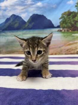 Bo peep -  Domestic Medium Hair and Domestic Short Hair Cat for Adoption in San Antonio, Texas - Bo Peep | PetCurious