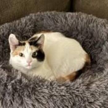 Calico Cats Available for Adoption - Patches | PetCurious