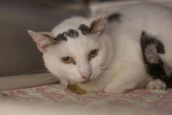 Patches -  Domestic Short Hair Cat for Adoption in Mountain Home, Arkansas - Patches | PetCurious