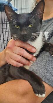 Rescue Domestic Short Hair Cats for Adoption in Denham Springs, Louisiana - Pansy | PetCurious