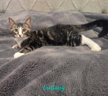 Ludwig -  Domestic Short Hair Cat for Adoption in Ogden, Utah - Ludwig | PetCurious