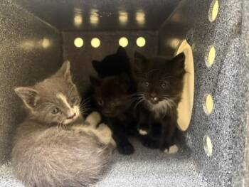 TRISTAN -  Domestic Short Hair Cat for Adoption in Tustin, California - TRISTAN | PetCurious