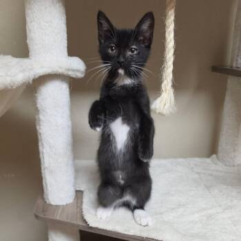 Phillip -  Domestic Short Hair Cat for Adoption in Houston, Texas - Phillip | PetCurious
