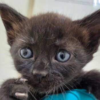 Felicity -  Domestic Short Hair Cat for Adoption in Auburn, Alabama - Felicity | PetCurious