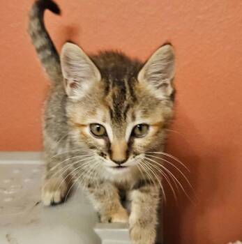 Mei -  Domestic Short Hair Cat for Adoption in Vancouver, Washington - Mei | PetCurious
