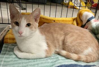 JoJo -  American Shorthair and Tabby Cat Available for Adoption in Elgin, South Carolina - JoJo | PetCurious