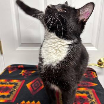 Domestic Short Hair Cats Available for Adoption - Sylvester | PetCurious