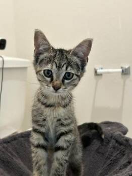 Domestic Short Hair Cats Available for Adoption in Liverpool, Texas - Stella | PetCurious