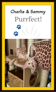 The ginger duo everyone dreams of — Sam & Charlie. -  Domestic Short Hair Cat for Adoption in Winston-salem, North Carolina - The Ginger Duo Everyone Dreams Of — Sam & Charlie. | PetCurious