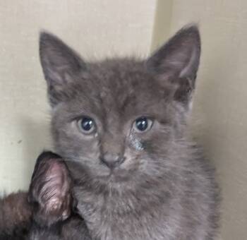 Rescue Domestic Short Hair Cats for Adoption in Vallejo, California - Summer | PetCurious