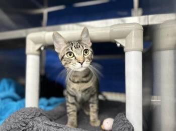 Colt -  Domestic Short Hair Cat for Adoption in Sherwood, Oregon - Colt | PetCurious