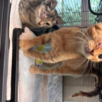 Porsche -  Domestic Short Hair Cat for Adoption in Charleston, South Carolina - Porsche | PetCurious