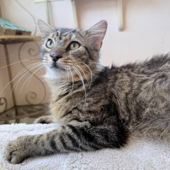 Yeti -  Domestic Long Hair Cat Available for Adoption in Hollywood, Florida - Yeti | PetCurious