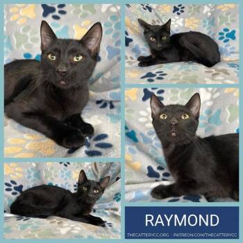 Domestic Short Hair Cats Available for Adoption - Raymond | PetCurious