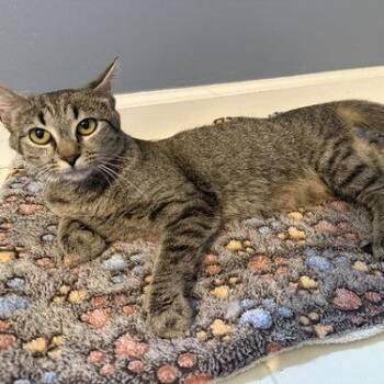 Carissa -  Domestic Short Hair Cat for Adoption in Georgetown, Kentucky - Carissa | PetCurious
