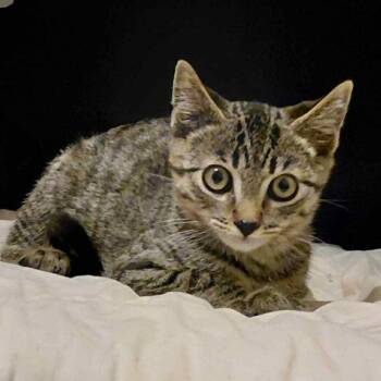 Rescue Domestic Short Hair Cats for Adoption in Suisun City, California - Blitzle | PetCurious