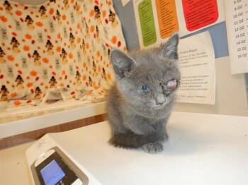 DORY -  Domestic Short Hair Cat for Adoption in San Jose, California - DORY | PetCurious