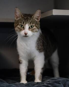 Scarlett -  Domestic Short Hair Cat for Adoption in St. Ignace, Michigan - Scarlett | PetCurious