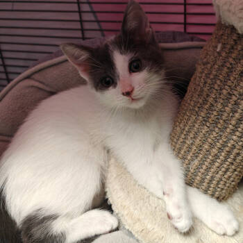 Rescue Domestic Short Hair Cats for Adoption in New Orleans, Louisiana - Baby Walter | PetCurious