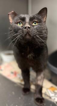 Domestic Short Hair Cats Available for Adoption - Kimmthy | PetCurious