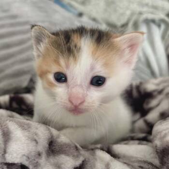 Domestic Long Hair Cats Available for Adoption in Lyle, Minnesota - Delilah | PetCurious