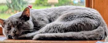 Fog -  Domestic Short Hair Cat for Adoption in Muskegon, Michigan - Fog | PetCurious