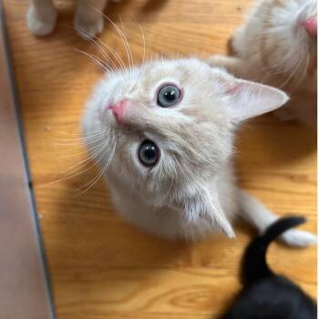 Rescue Domestic Short Hair Cats for Adoption in North Kingstown, Rhode Island - Alexandrite | PetCurious