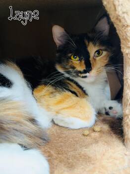 Domestic Long Hair Cats Available for Adoption in Valparaiso, Indiana - Layne  | PetCurious