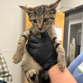 Ghost -  Domestic Short Hair Cat for Adoption in Columbiana, Alabama - Ghost | PetCurious