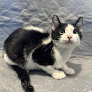Gunhee -  Domestic Short Hair Cat for Adoption in Matteson, Illinois - Gunhee | PetCurious