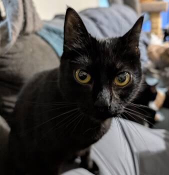 Domestic Short Hair Cats Available for Adoption - Dean | PetCurious